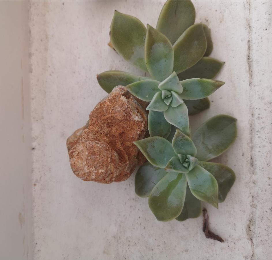 Casa Segota Otel Veli Iž Dış mekan fotoğraf